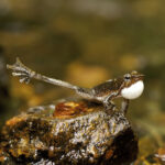 A “dancing” Micrixalus kottigeharensis. Photo by SD Biju.