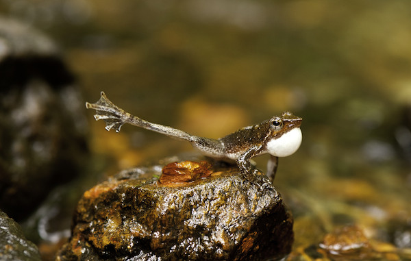 A “dancing” Micrixalus kottigeharensis. Photo by SD Biju.