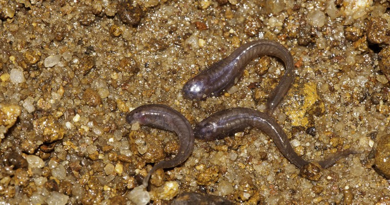 The tadpoles of Kaller dancing frogs have muscular tails to help them move through sediment. Photo by SD Biju.