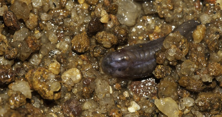 A Kaller dancing frog tadpole in substrate (note the eyes on the top of the head). Photo by SD Biju.