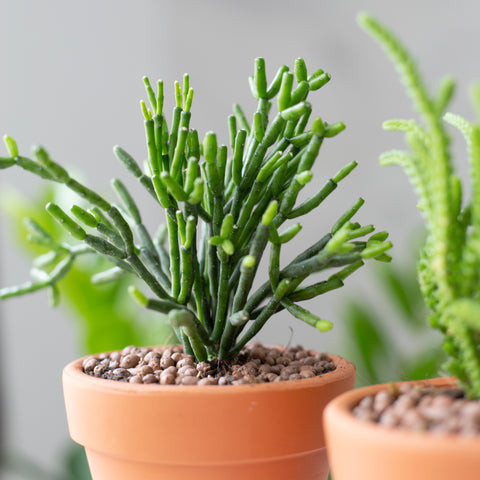 A close-up view of Dancing Bones Cactus (Hatiora Salicornioides) from Succulents Box, showcasing its segmented stems, ideal for houseplant collections.
