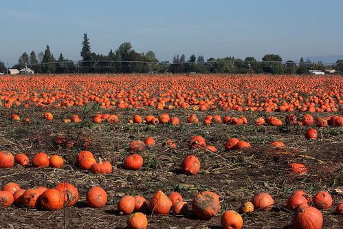 A group of children dressed in orange and yellow dance costumes resembling pumpkins