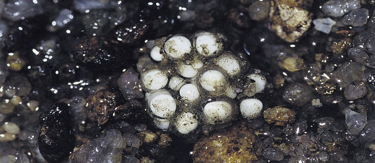 Kallar dancing frogs (Micrixalusi herrei) mating in water, with the female using her legs to dig a tunnel in which to lay eggs. Photo by SD Biju.