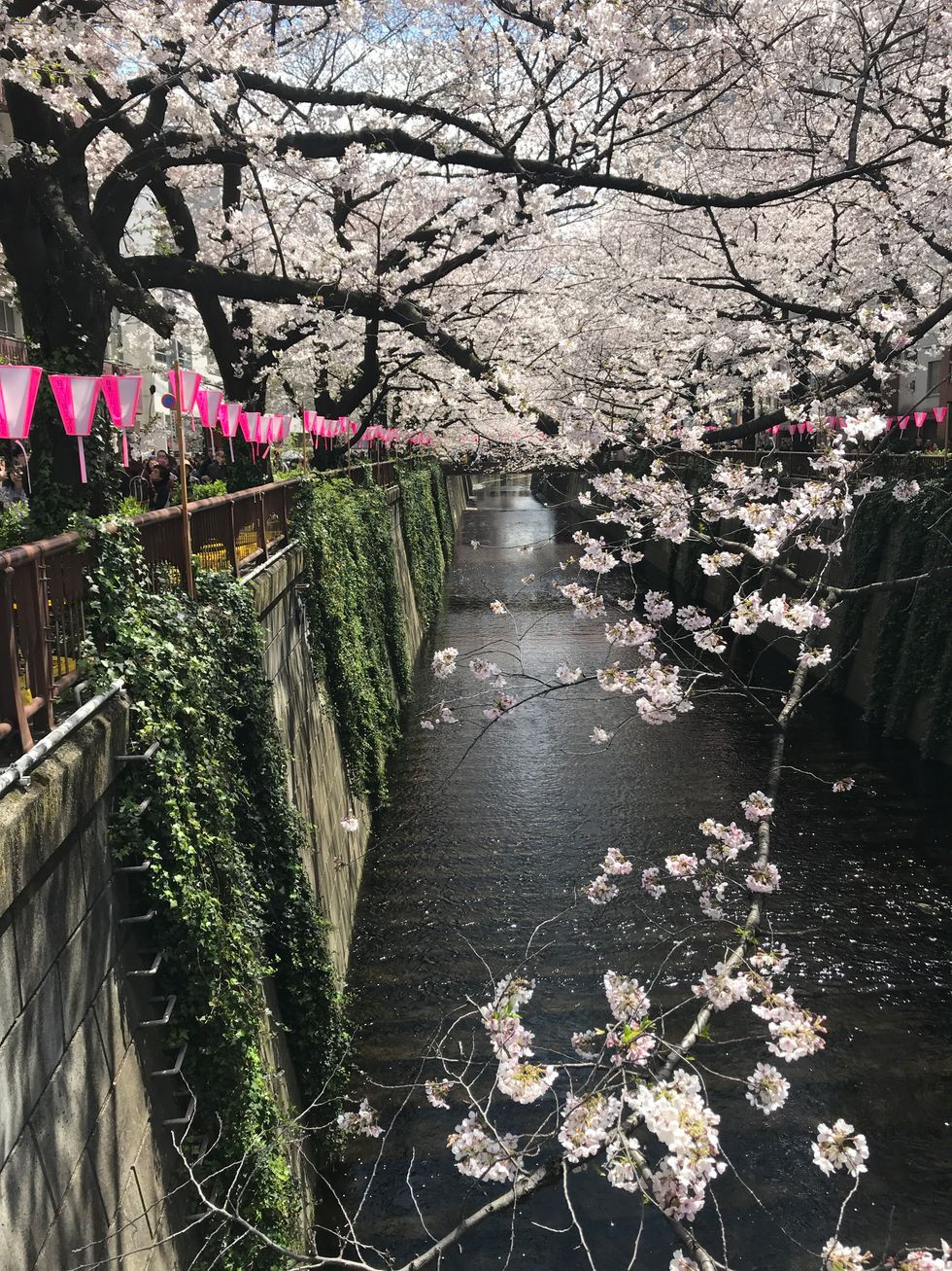Dancer enjoying Sakura (cherry blossoms) in Tokyo during Hanami