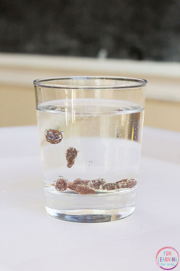 Side view of a clear glass filled with soda and raisins, illustrating the dancing raisins science experiment in action.