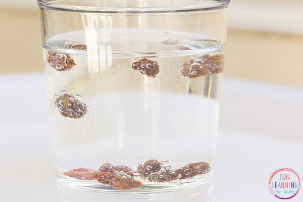 Close-up shot of raisins at the bottom of a glass, illustrating the density and buoyancy principles in the dancing raisins experiment.