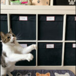 Dexter the tabby cat caught in mid-dance blooper, leg lifted high