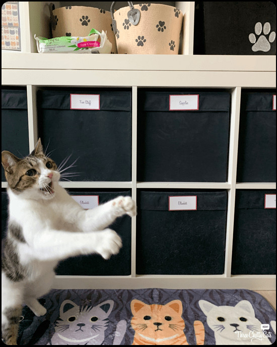 Dexter the tabby cat caught in mid-dance blooper, leg lifted high
