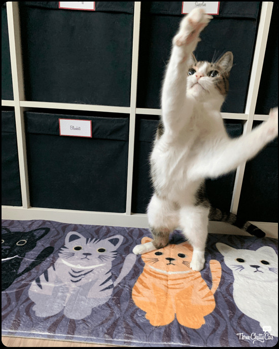 Another blooper of Dexter dancing, tabby cat off-balance and swaying