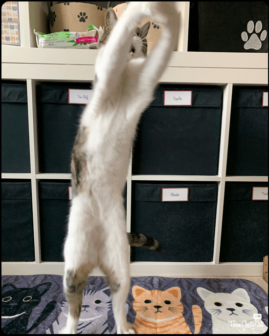 Dexter the dancing tabby cat, mid-fall blooper during his routine