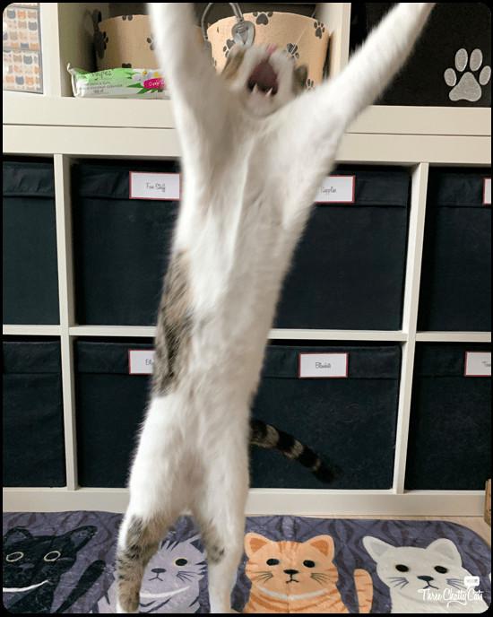 Final dance blooper of Dexter the tabby cat, almost recovered his balance