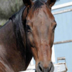 charro-riding-abuse-cruelty-dancing