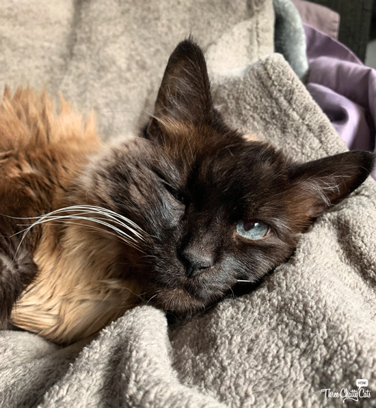 Harley the Siamese cat with striking blue eyes, disturbed from sleep