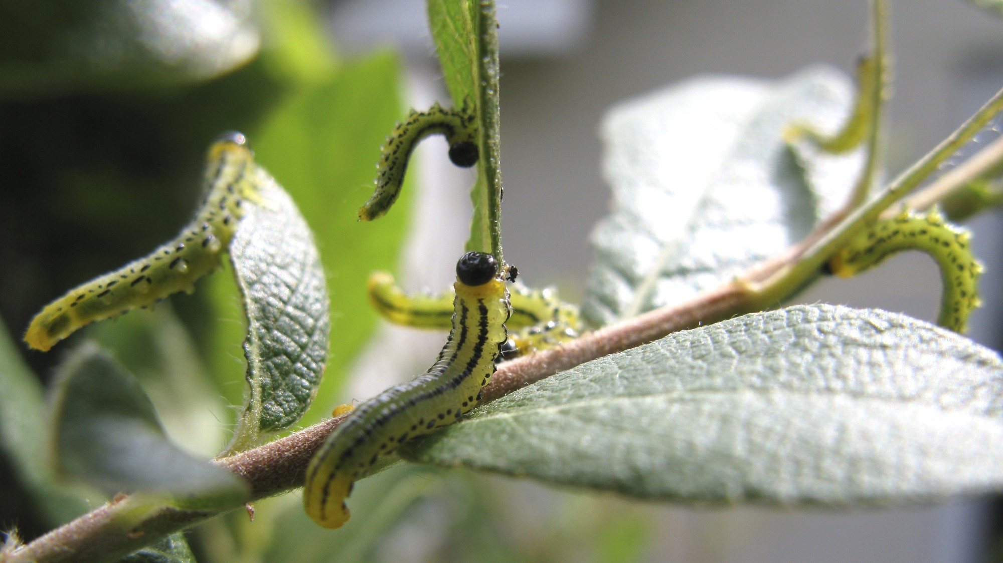 A clearer view of the caterpillar dance move, showing sawfly larvae raised up in defense