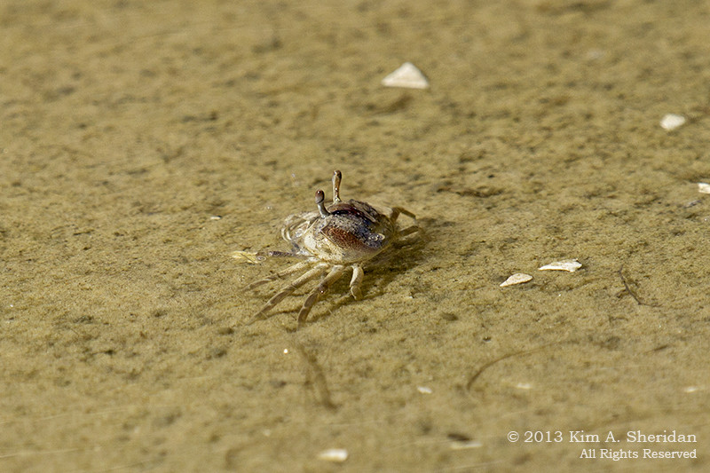 Fiddler crabs in their habitat at Corson's Inlet