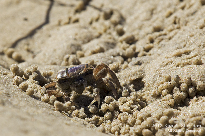 Fiddler crab guarding its burrow entrance near Corson's Inlet