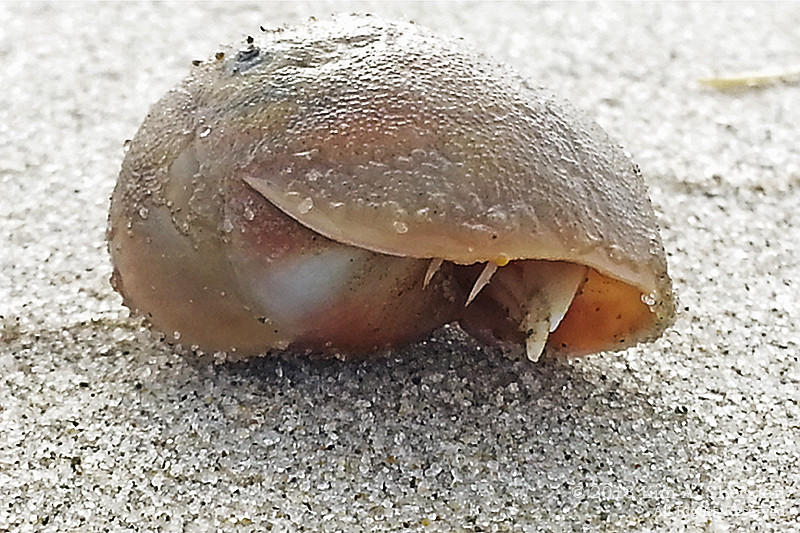 Hermit crab walking on the beach at Corson's Inlet