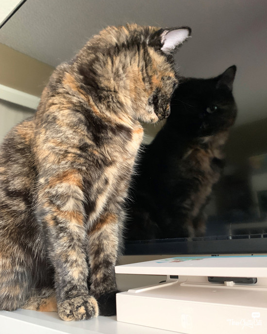 Olive the tortie cat captivated by her reflection in the television screen