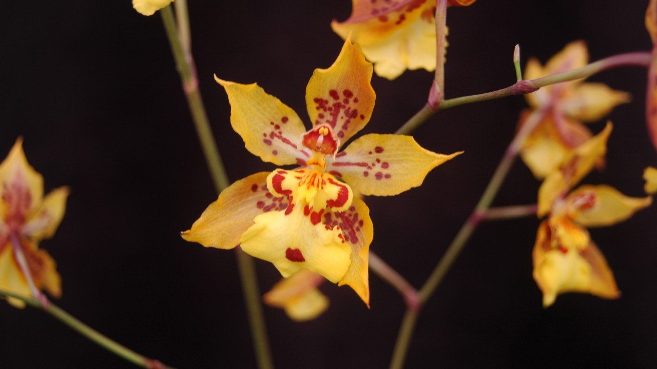 Close-up of a vibrant orange Oncidium Dancing Lady Orchid 'Golden Girl' bloom showcasing its intricate petal structure and golden hues.