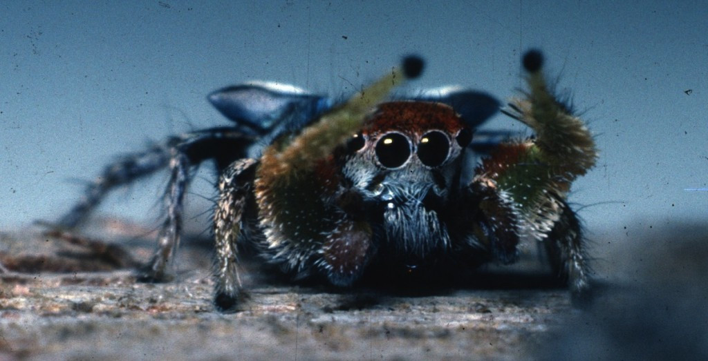 A vibrantly colored male dancing spider (Habronattus species) perched on a leaf, highlighting the intricate beauty involved in jumping spider courtship.