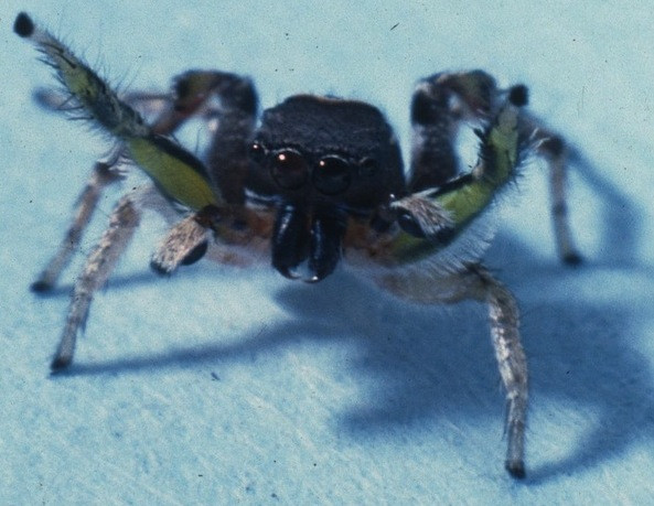Expert zoologist Wayne Maddison studies high-definition video of dancing spider courtship rituals, revealing the intricate choreography of these tiny performers.