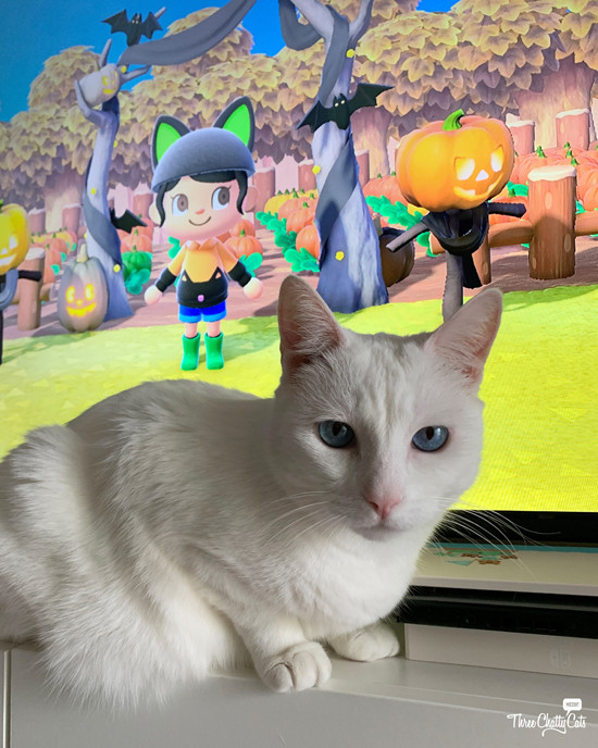 Sophie the white cat engrossed in Animal Crossing video game