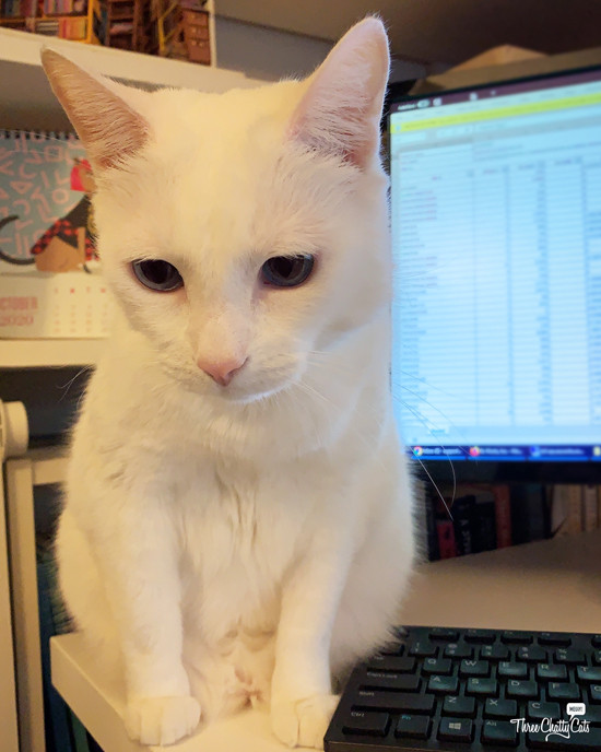 Sophie the white cat lounging in front of a computer, exhibiting boredom