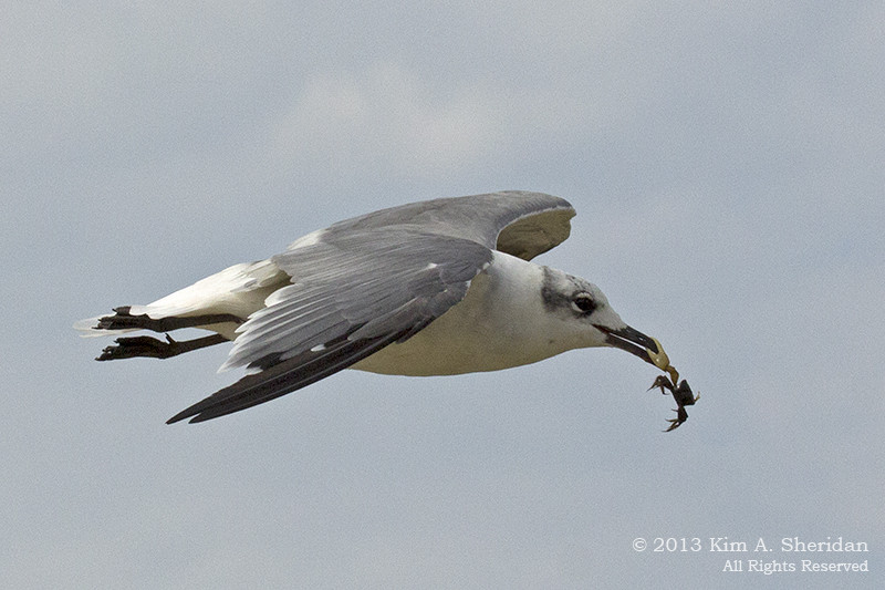 A gull and a fiddler crab in a possible standoff at Stone Harbor