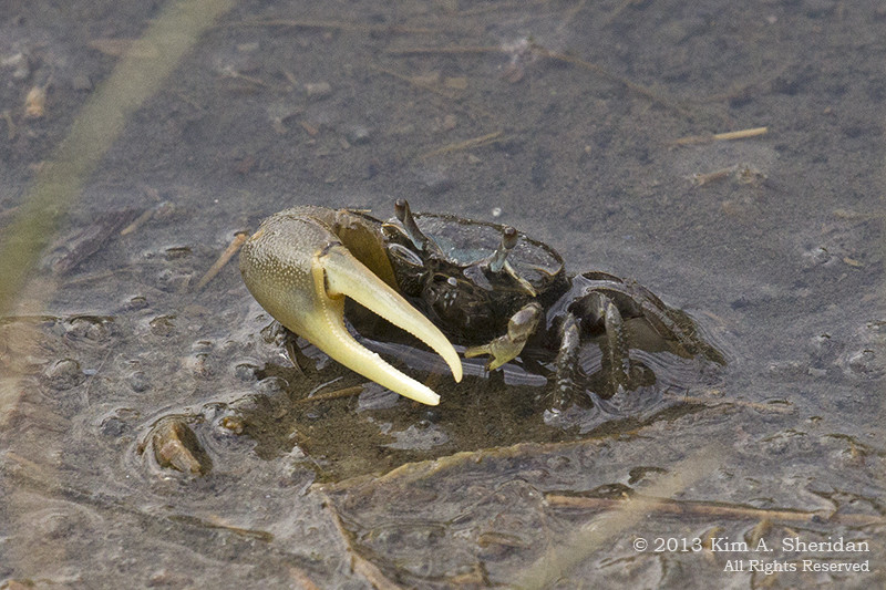 Female fiddler crab feeding on the marsh, Stone Harbor Wetlands Institute