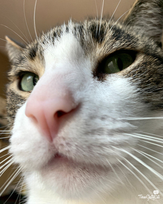 Woodrow the tabby cat giving a classic side-eye glance